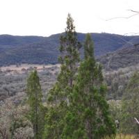 Black Cypress Pine